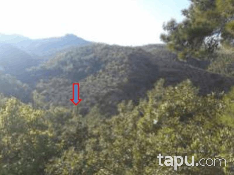 Balıkesir Burhaniye Korucaoluk Mahallesi'nde 15762 m2 Zeytin Bahçesi (1163)