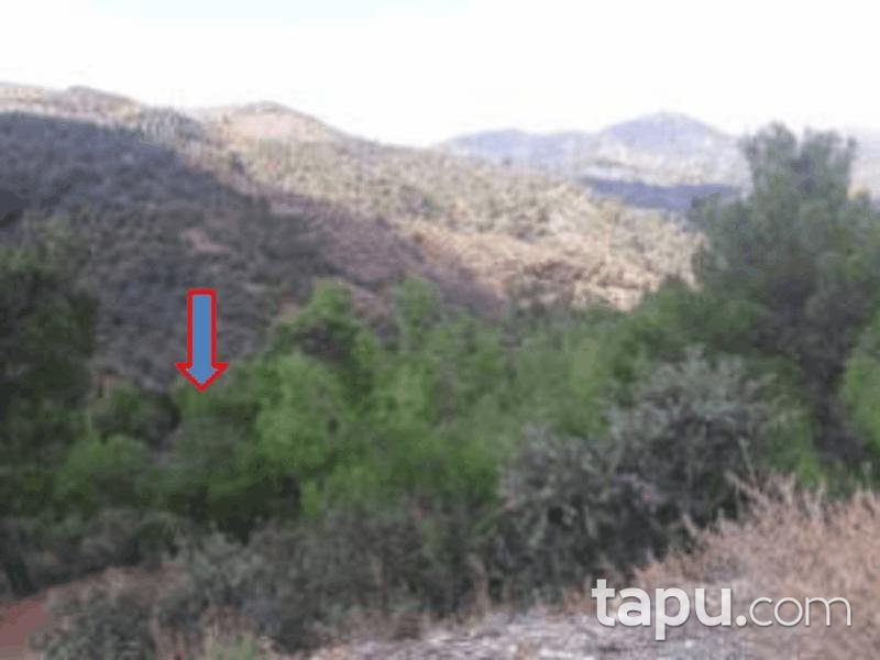 Balıkesir Burhaniye Korucaoluk Mahallesi'nde 15762 m2 Zeytin Bahçesi (1163)