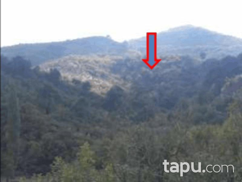 Balıkesir Burhaniye Yaylacık Mahallesi'nde 6794 m2 Zeytinlik (1165)