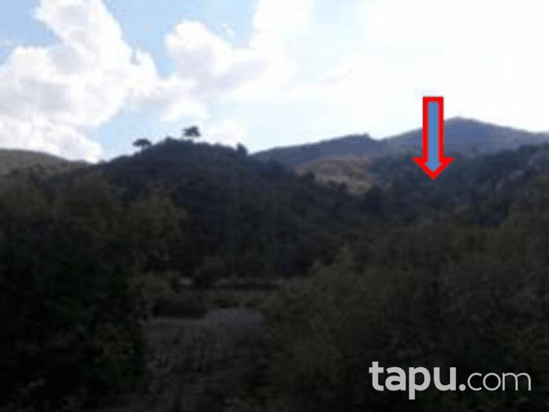 Balıkesir Burhaniye Yaylacık Mahallesi'nde 6794 m2 Zeytinlik (1165)