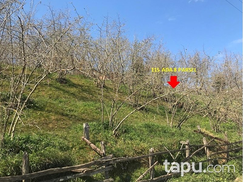 Düzce Akçakoca Tepeköy Mahallesi'nde 2 Katlı Müstakil Ev ve Arsası