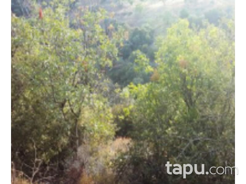 Aydın Yenipazar Karaçakal Mahallesi'nde 9.5 dönüm Zeytinlik