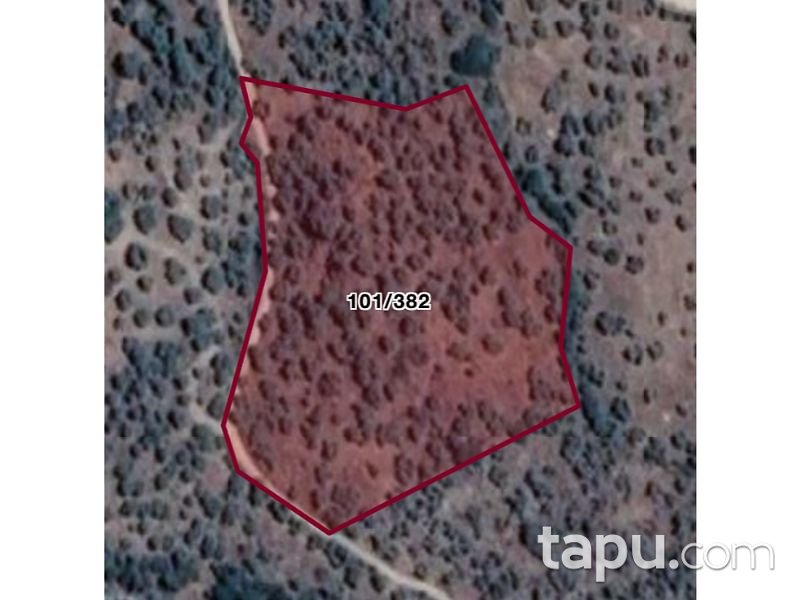 Aydın Yenipazar Karaçakal Mahallesi'nde 9.5 dönüm Zeytinlik