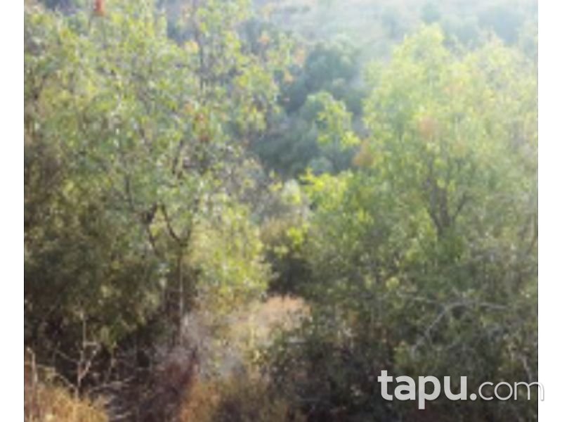 Aydın Yenipazar Karaçakal Mahallesi'nde 9.5 dönüm Zeytinlik