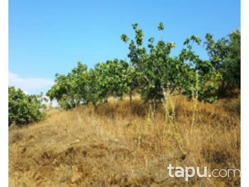 Aydın Yenipazar Karaçakal Mahallesi'nde 9.5 dönüm Zeytinlik