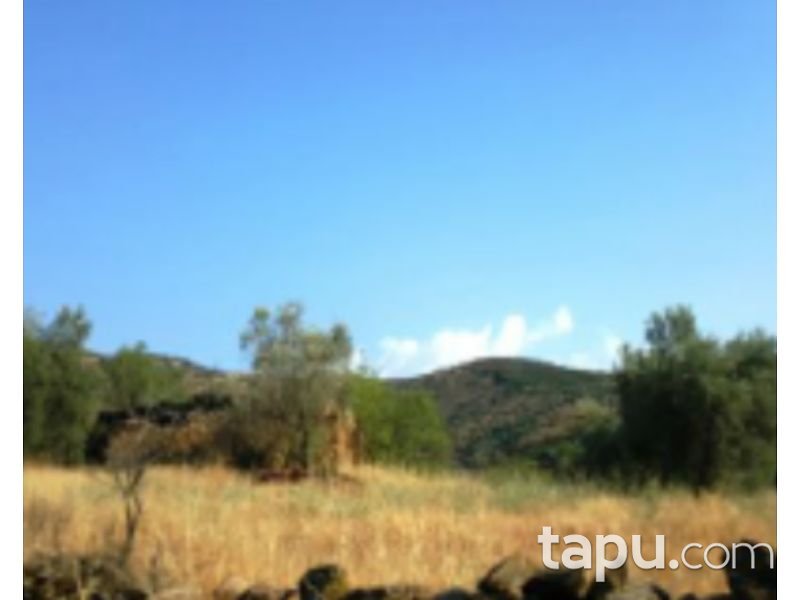 Aydın Yenipazar Karaçakal Mahallesi'nde 9.5 dönüm Zeytinlik