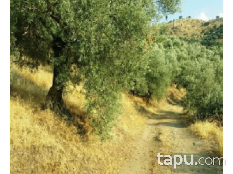 Aydın Yenipazar Karaçakal Mahallesi'nde 9.5 dönüm Zeytinlik