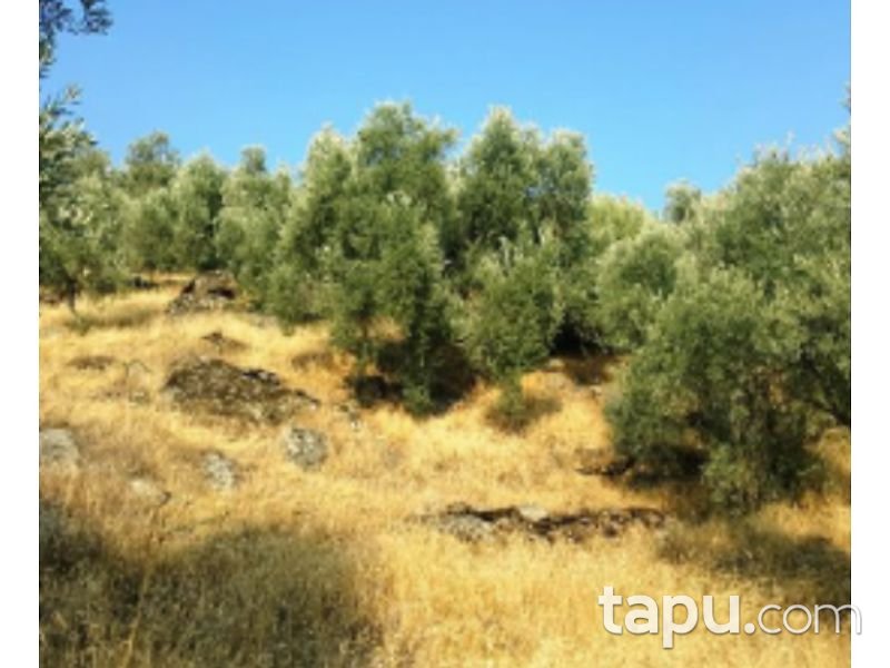 Aydın Yenipazar Karaçakal Mahallesi'nde 9.5 dönüm Zeytinlik