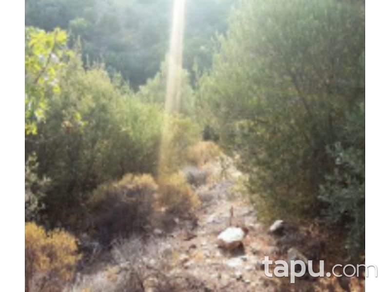 Aydın Yenipazar Karaçakal Mahallesi'nde 9.5 dönüm Zeytinlik