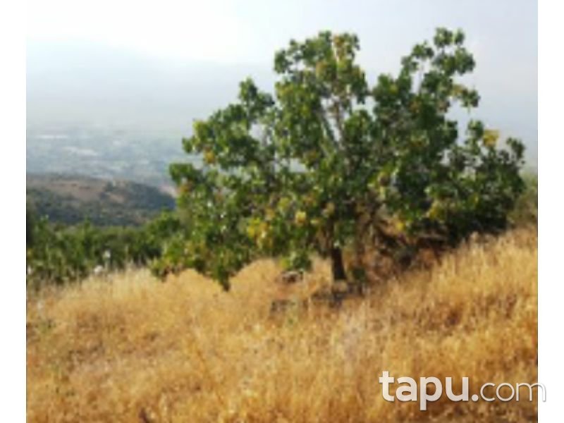 Aydın Yenipazar Karaçakal Mahallesi'nde 9.5 dönüm Zeytinlik