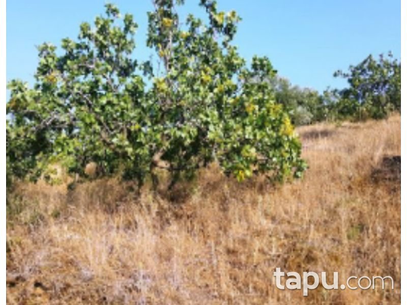 Aydın Yenipazar Karaçakal Mahallesi'nde 9.5 dönüm Zeytinlik