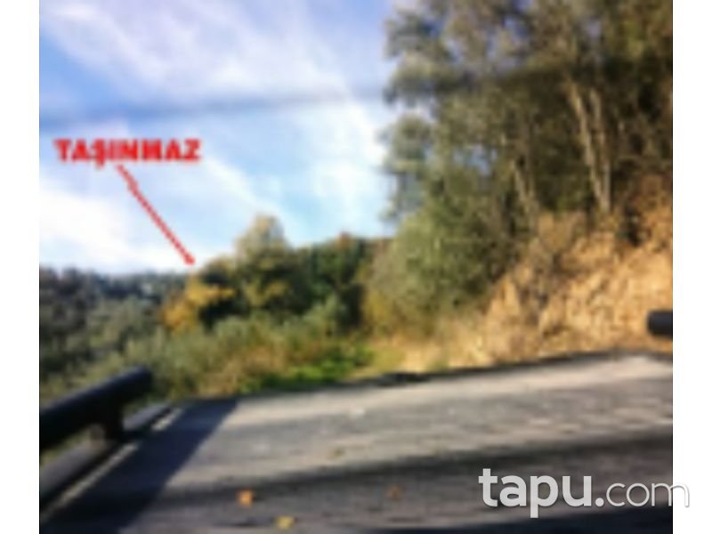 Bursa Orhangazi Yenisölöz Mahallesi'nde 5900 m2 Zeytin Bahçesi