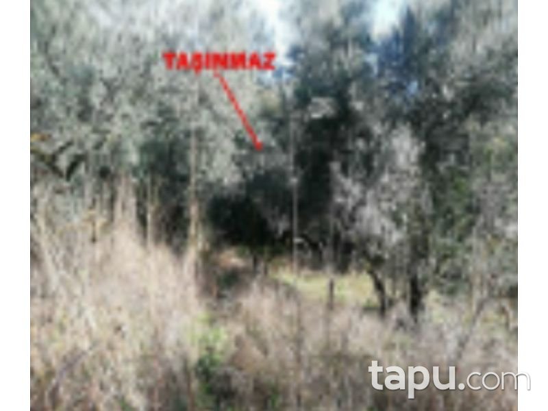 Bursa Orhangazi Yenisölöz Mahallesi'nde 5900 m2 Zeytin Bahçesi