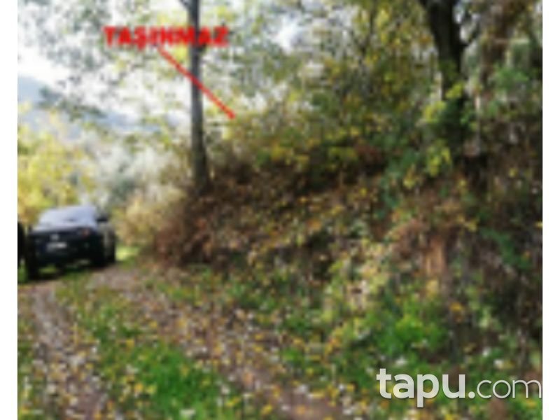 Bursa Orhangazi Yenisölöz Mahallesi'nde 5900 m2 Zeytin Bahçesi