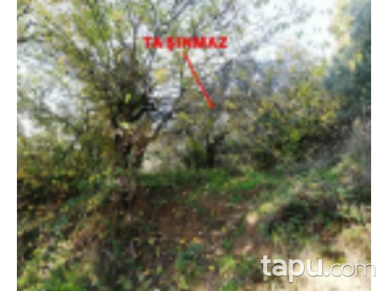 Bursa Orhangazi Yenisölöz Mahallesi'nde 5900 m2 Zeytin Bahçesi