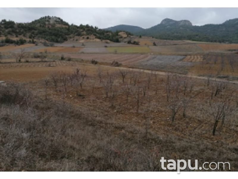 Bilecik Söğüt Geçitli Köyünde 3700 m2 Tarla