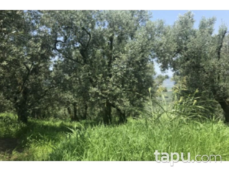 Bursa Orhangazi Akharım Mahallesi'nde 5750 m2 Zeytin Bahçesi