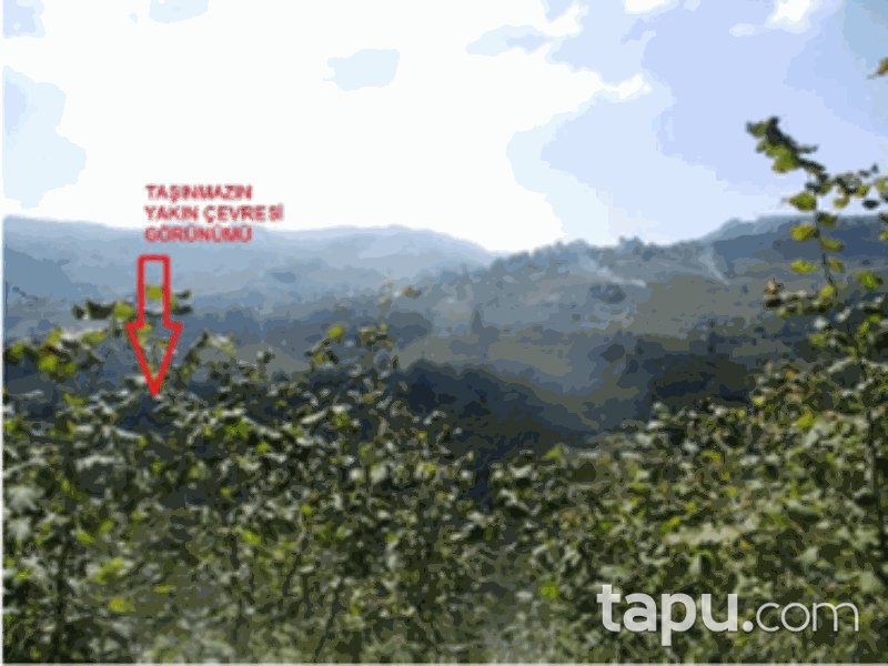 Sakarya Kocaali Yanıksayvant Mahallesi'nde 10 Dönüm Fındık Bahçesi