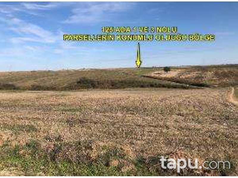 Tekirdağ Hayrabolu Çerkezmüsellim Mahallesi'nde 41 Dönüm Meyve Bahçesi