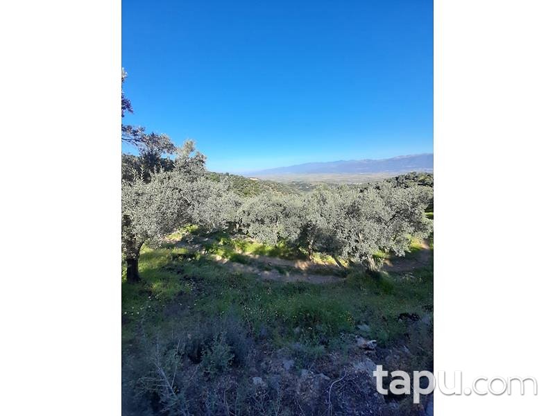 Aydın Yenipazar Karaçakal Mahallesi'nde 9.5 dönüm Zeytinlik