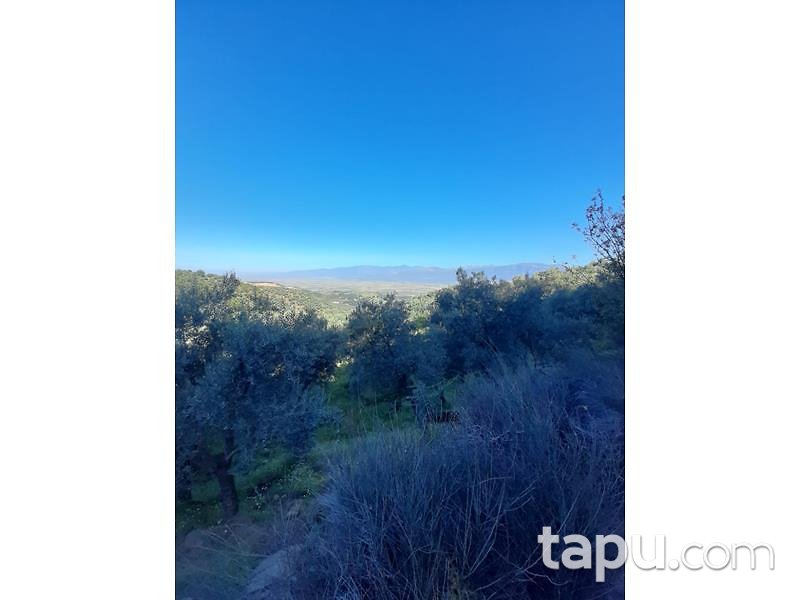 Aydın Yenipazar Karaçakal Mahallesi'nde 9.5 dönüm Zeytinlik