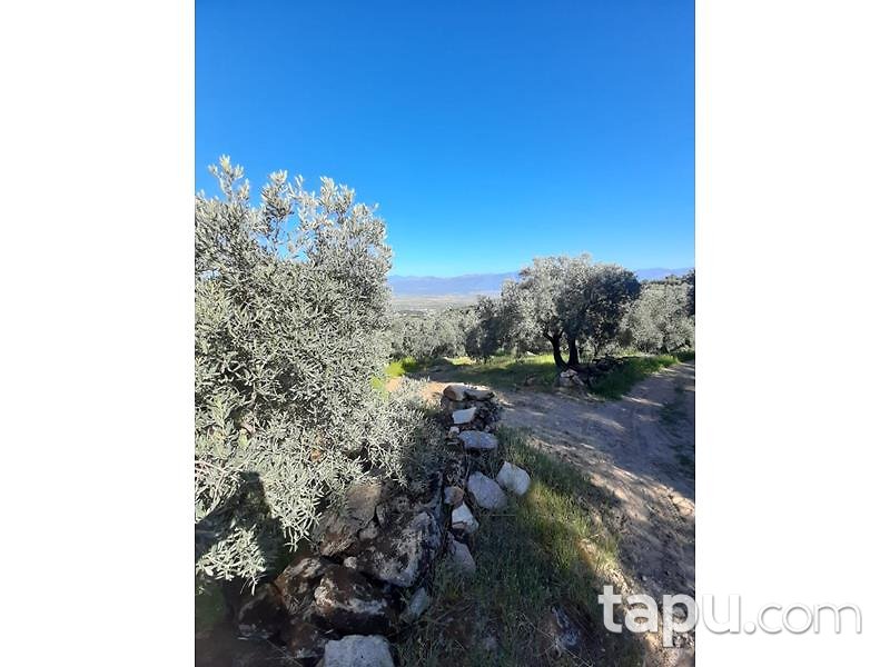 Aydın Yenipazar Karaçakal Mahallesi'nde 9.5 dönüm Zeytinlik