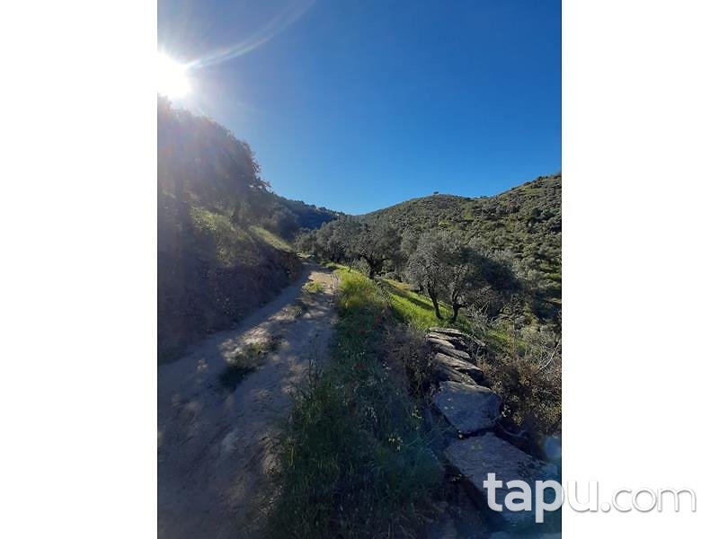 Aydın Yenipazar Karaçakal Mahallesi'nde 9.5 dönüm Zeytinlik