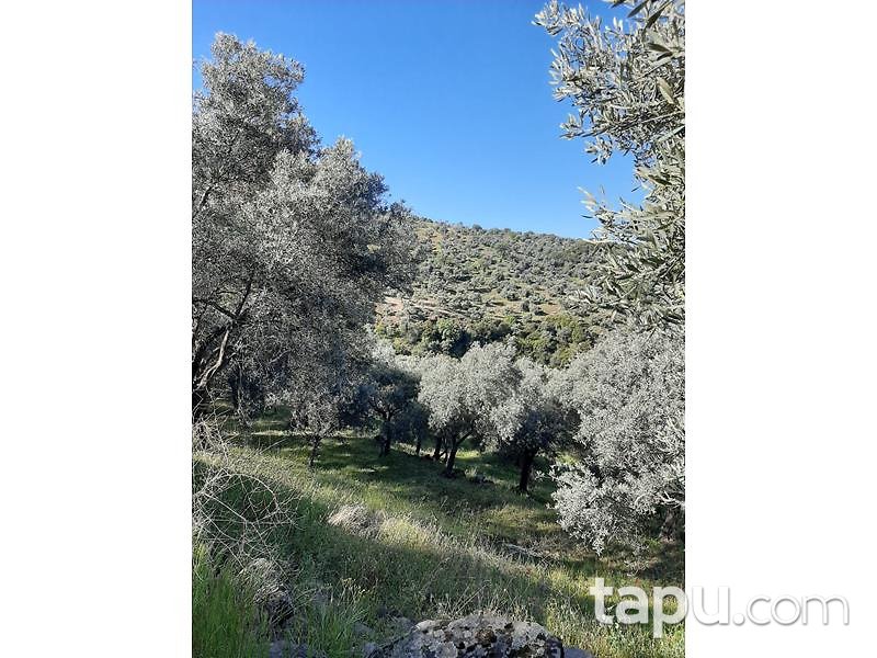 Aydın Yenipazar Karaçakal Mahallesi'nde 9.5 dönüm Zeytinlik