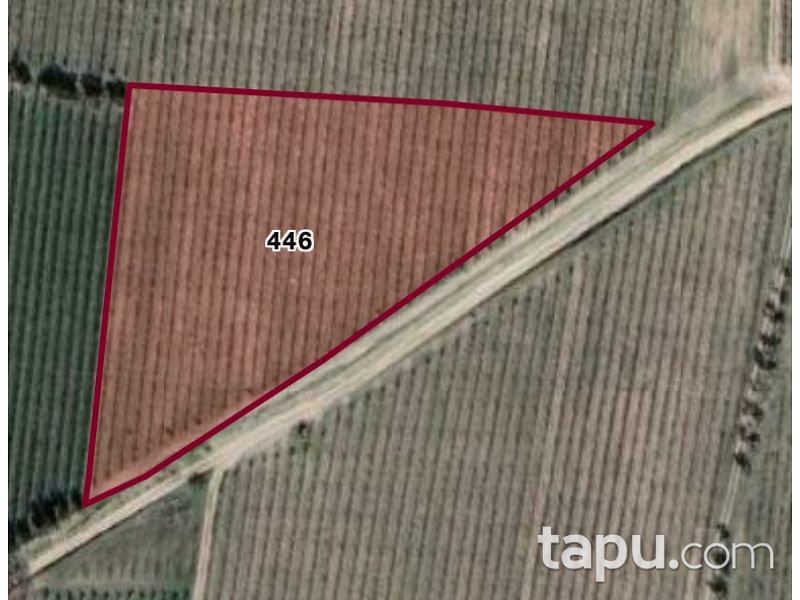 Manisa Turgutlu Musacalı Mahallesi'nde 6200 m2 Bağ