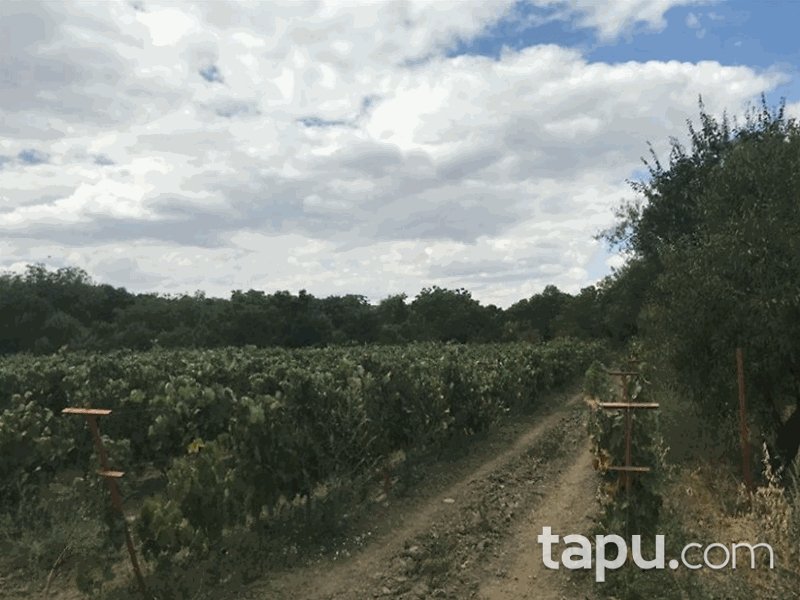 Tokat Pazar Fatih Mahallesi'nde 2838 m2 Tarla