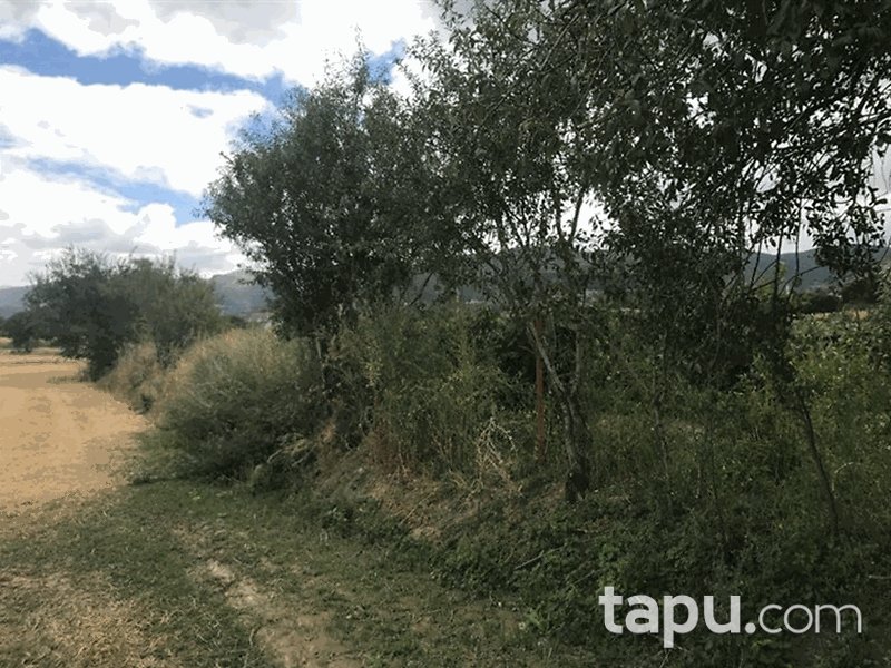 Tokat Pazar Fatih Mahallesi'nde 2838 m2 Tarla