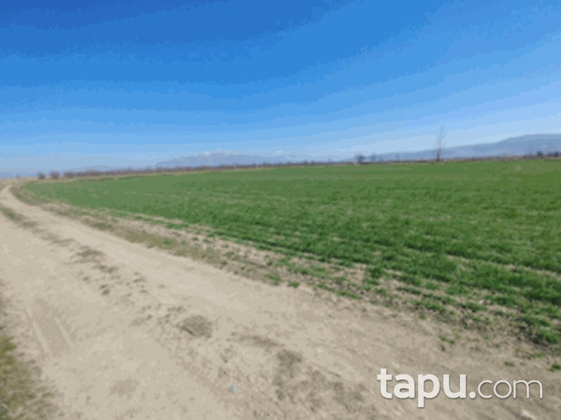 Denizli Çivril'de Yola Cepheli 10 Dönüm Tarla Fırsatı