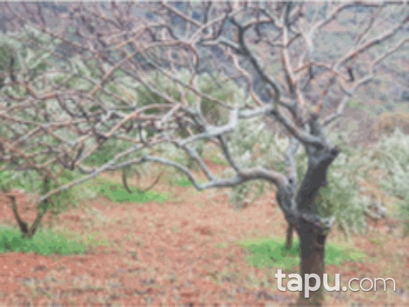 Kahramanmaraş Merkez Fatmalı Mahallesi'nde 7445 m2 Bağ