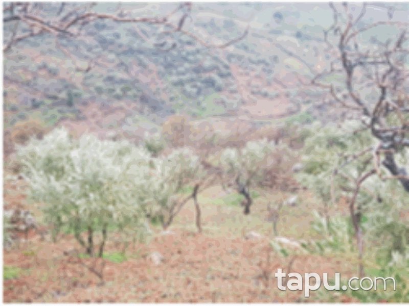 Kahramanmaraş Merkez Fatmalı Mahallesi'nde 7445 m2 Bağ