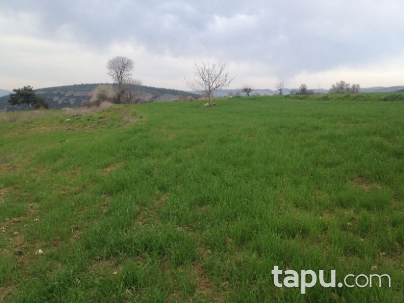 Bilecik Gölpazarı Söğütçük Mahallesi'nde 523 m2 Tarla