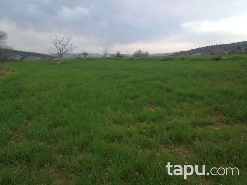 Bilecik Gölpazarı Söğütçük Mahallesi'nde 523 m2 Tarla