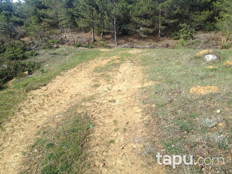 Bilecik Gölpazarı Söğütçük Mahallesi'nde 549 m2 Tarla