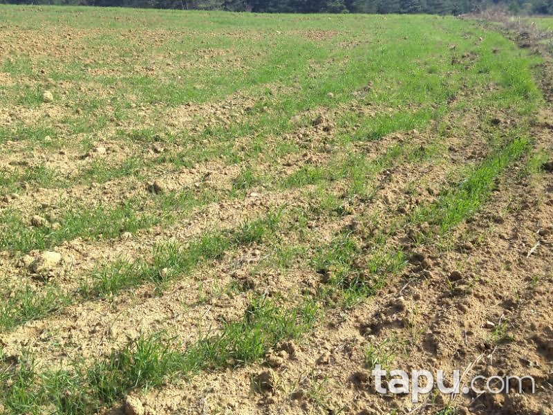 Bilecik Gölpazarı Söğütçük Mahallesi'nde 549 m2 Tarla