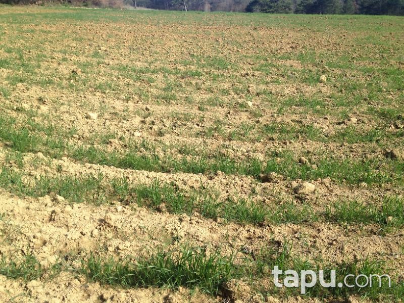 Bilecik Gölpazarı Söğütçük Mahallesi'nde 549 m2 Tarla