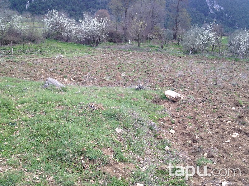 Bilecik Gölpazarı Söğütçük Mahallesi'nde 881 m2 Tarla