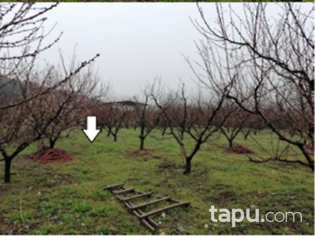 Bursa Kestel Karalar Mahallesi'nde 700 m2 Nar Bahçesi