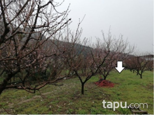 Bursa Kestel Karalar Mahallesi'nde 700 m2 Nar Bahçesi