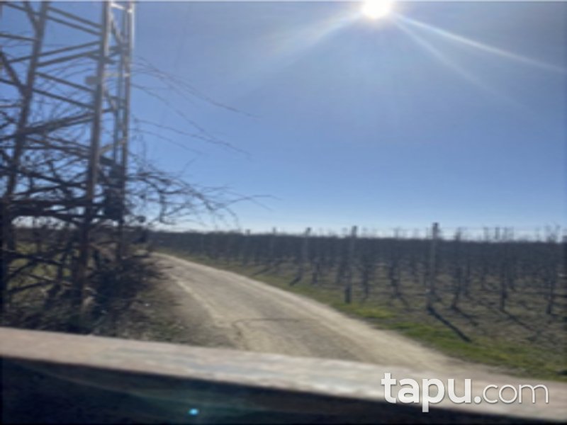 Afyon Sultandağı Pazaraltı Mahallesi'nde 24 Dönüm Meyve Bahçesi