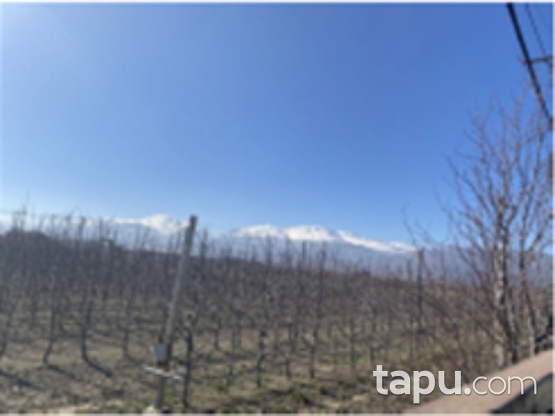 Afyon Sultandağı Pazaraltı Mahallesi'nde 24 Dönüm Meyve Bahçesi