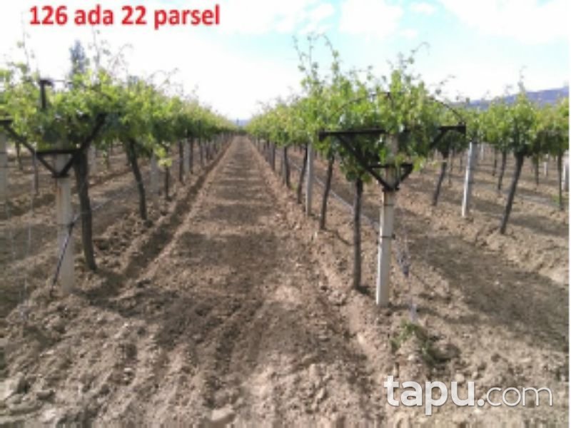 Manisa Alaşehir Gümüşçay Mahallesi'nde 4438 m2 Tarla