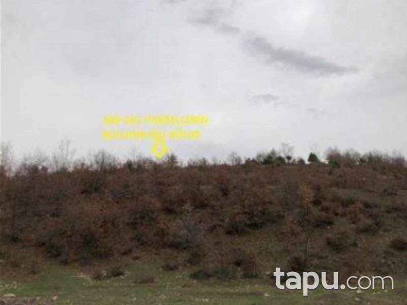 Tokat Zile Söğütözü Mahallesi'nde 9200 m2 Tarla