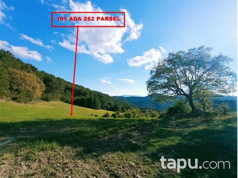Bolu Mudurnu Dodurga Mahallesi'nde 7256 m2 Tarla