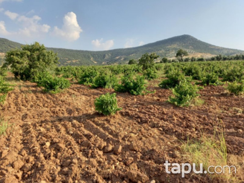 Kilis Musabeyli Fericek Mahallesi'nde 26 Dönüm Zeytinlik