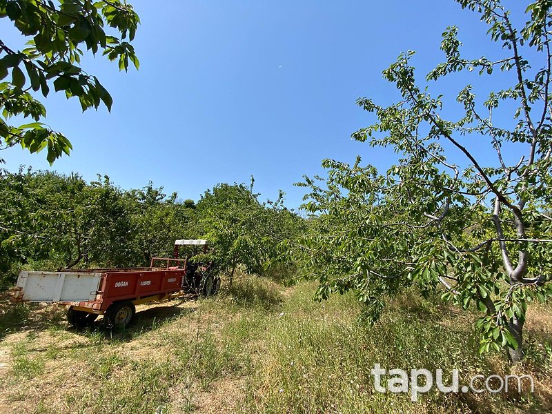 Tekirdağ Şarköy Hoşköy Mahallesi'nde 7272 m2 Bağ