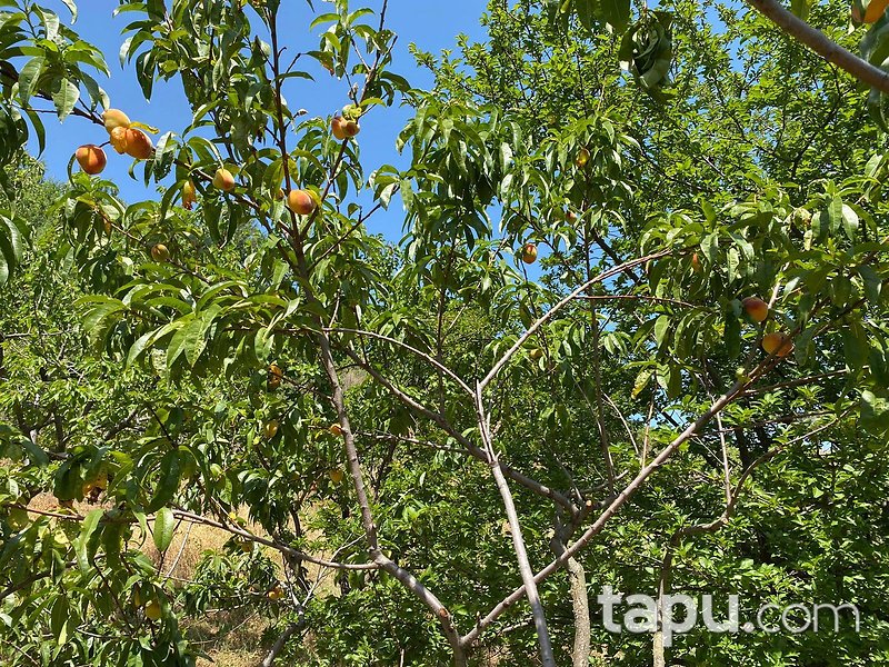 Tekirdağ Şarköy Hoşköy Mahallesi'nde 7272 m2 Bağ